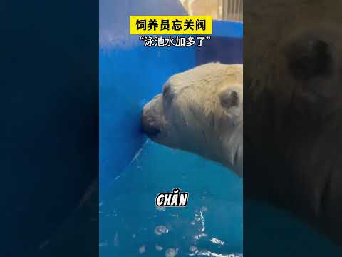 Chú gấu Bắc cực thông minh #memevietnam #meme #funny #haihuoc thumbnail