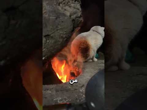 لماذا تعشق القطط النار؟ ? thumbnail