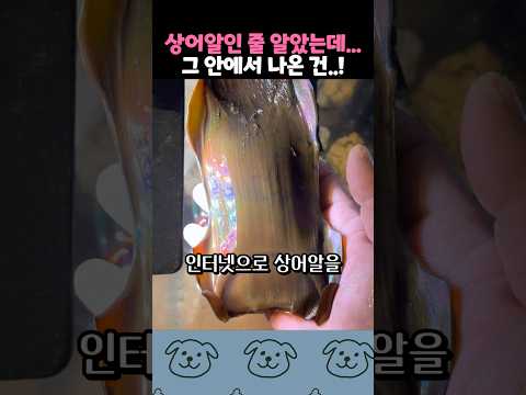 상어알인 줄 알았는데.. 충격적인 정체 thumbnail