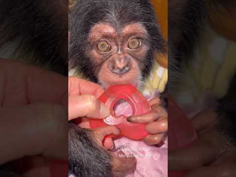 #throwback #baby Vānara #teething #chimp #cute thumbnail