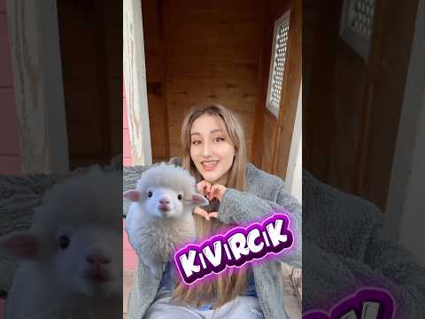Erkeklerin vs kızların kurbanlıklara koyduğu isimler thumbnail