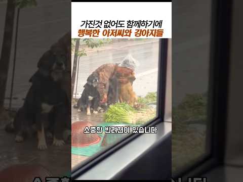 가진것없어도 함께있기에 행복한 아저씨와강아지들#감동 동물 #반려견 thumbnail