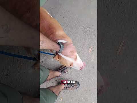 Adestramento Comportamental Dois Pitbulls Irmãos #cães #shortsfeed #shorts #pitbull #cachorro #dogs thumbnail