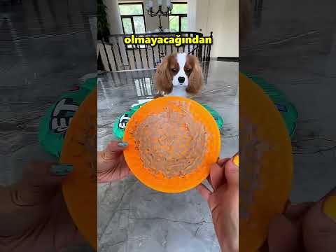 Bu Küçük Köpeğin Kulakları Lastik Bantla Bağlandı Yemek Yeme Sebebi 😱 thumbnail