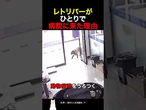 レトリバーがひとりで病院に来た理由 thumbnail