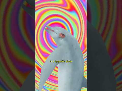Dolphins Get High With Pufferfish thumbnail