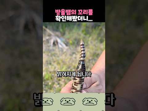 방울뱀의 꼬리를 확인해봤더니 thumbnail