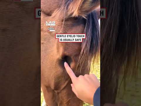 My horse lost her eyes 👀 thumbnail