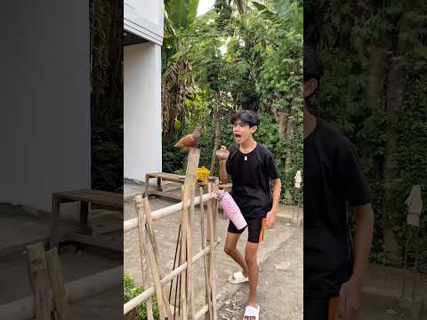 Kok burung kesayangan pais dijual‼️ thumbnail