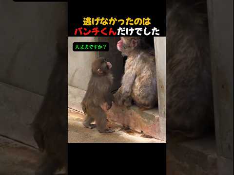 パンチくんだけ逃げなかった  #優しさに涙 #がんばれパンチ thumbnail