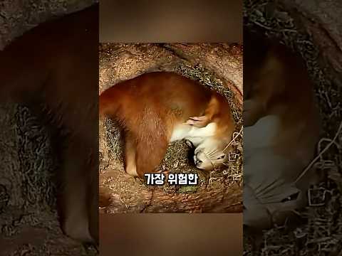 다람쥐 인생에서 가장 위험한 순간 thumbnail