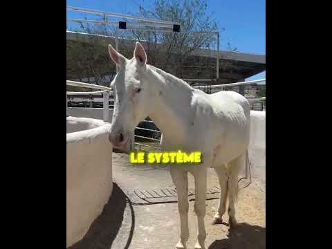 CE CHEVAL A TOUT COMPRIS ! ??? thumbnail