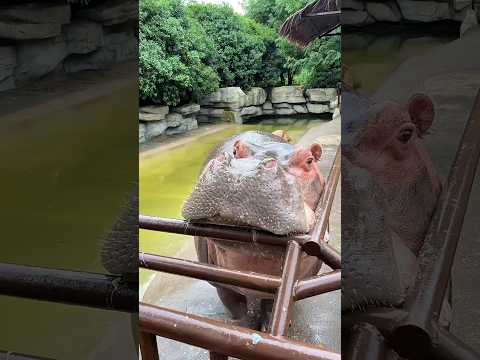 Kuda Nil Ini Akhirnya Dapat Semangka Impiannya 🍉 #shorts  #animals thumbnail