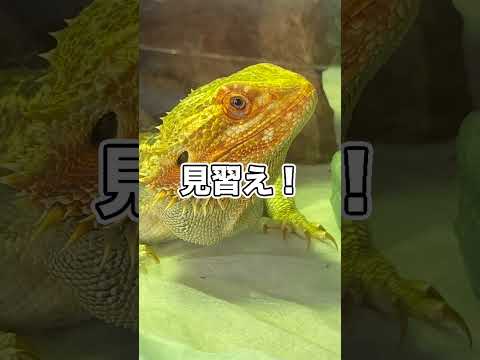 天才トカゲ現るwwwwwwwwwwwwww thumbnail