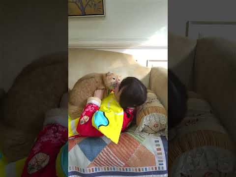 Get up to celebrate the Chinese New Year. #exlittlebeans #funnyvideo #funnycats thumbnail