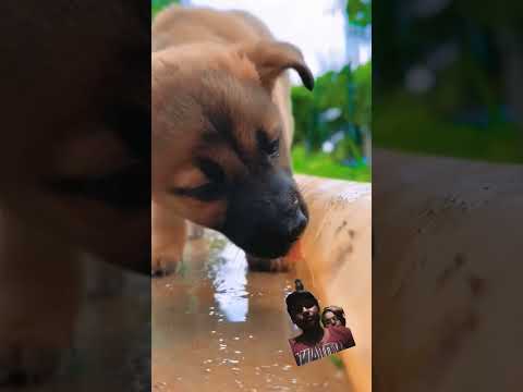 #dog #doglover #puppy #funny #kutto #pomeranian thumbnail