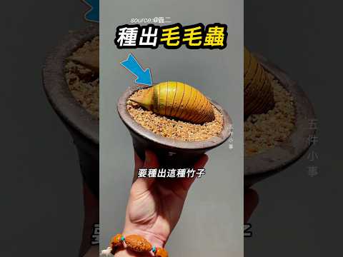 耗時好幾年栽培的竹子🎋 thumbnail