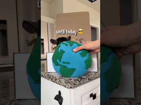 One of the most exciting things for us yet! ✈️🥹🐭 #chinchilla #smallpets #littlepals #international thumbnail