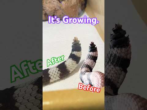 My rattlesnake is growing his rattle back! #venomouscreatures #snake #rattlesnake thumbnail