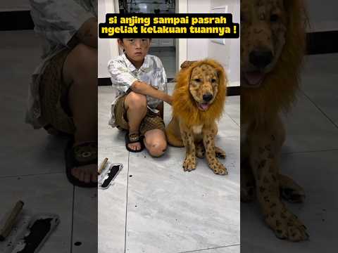 si anjing sampai pasrah ngeliat kelakuan tuannya??⁉️#deramachina #sekedarhiburan #hiburansemata thumbnail