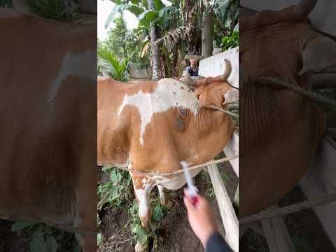 PENYUNTIKAN SAPI AGRESIF BERTANDUK thumbnail