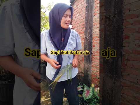 sapi ikut ikut aja #shortvideo #funny #comedy thumbnail