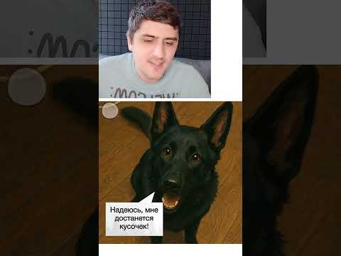 Мем про разницу между котами и собаками thumbnail