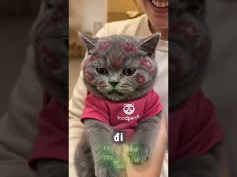 Hôm Nay Mèo Đi Ship Hàng Và Cái Kết Gặp Ngay Khách "Bán Hoa Hoàn Tiền" 😅 thumbnail