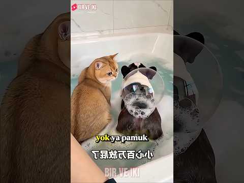 O Ses Sadece Köpük Değildi! 😱🤢 thumbnail