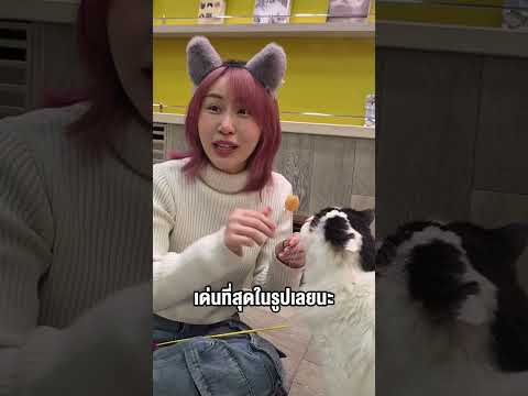 เคยเห็นแมวหน้าลุงกันมั้ย5555 น่ารักจังง #ซารต์ #แมว #Bearhug thumbnail