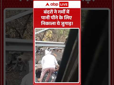 Viral Video : बंदरों ने गर्मी में पानी पीने के लिए निकाला ये जुगाड़! |  #DesiJugaad #SummerVibes thumbnail