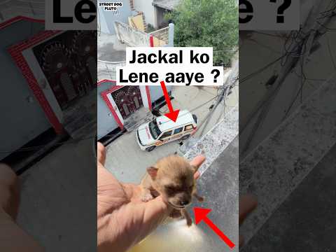 Jackal Ko lene A Gaye ? thumbnail