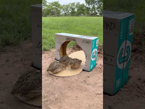 Creativity Quick Quail Trap Using Cardboard Box #shorts thumbnail