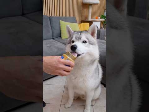 POV: Quando vuoi BUTTARE VIA del cibo ma… hai un CANE! 🤣🐶🤭 #dog #dogs #cane #comedy #comico thumbnail
