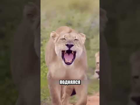 Львица полезла на дерево за ДЕТЁНЫШЕМ😨🌳🦁 thumbnail
