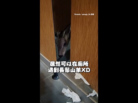 【廁所出現四腳獸？】長鬃山羊進廁所偷咬衛生紙被發現 #Shorts thumbnail