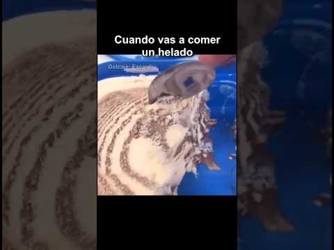 CUANDO VAS A COMER UN HELADO thumbnail