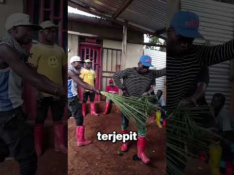 Rumput Ini Bisa "Tangkap" Pencuri?! ??️‍♂️ thumbnail