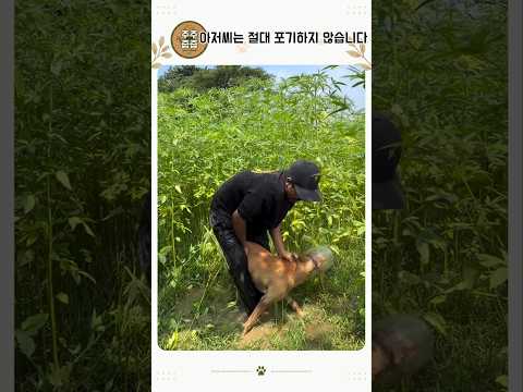 남자가 개를 붙잡고 안 놔줬던 이유마지막에 다들 숨 멈췄습니다#유기견 #강아지구조 #동물구조 #감동영상 #강아지 #반려견 #구조순간 #shorts #동물쇼츠 #힐링영상 #감동쇼츠 thumbnail
