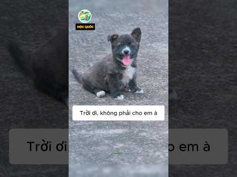 Chú cún buồn vì không được tặng vòng ngọc trai nhưng ai ngờ #shorts thumbnail