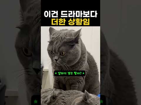 이건 드라마보다 더한 상황임 #동물 #귀여운동물 #새끼고양이 thumbnail