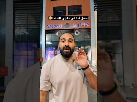 مين اجمل قط في مقهى القطط ؟ thumbnail