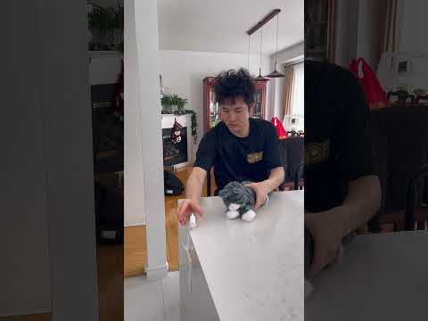 Cat learns what happens if hes naughty thumbnail