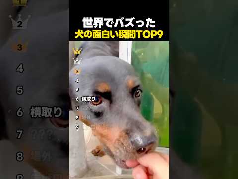 世界でバズった犬の面白い瞬間TOP9 thumbnail