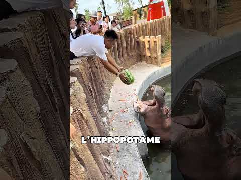 L'hippopotame a reçu de nombreuses pastèques 🤯❤️ thumbnail