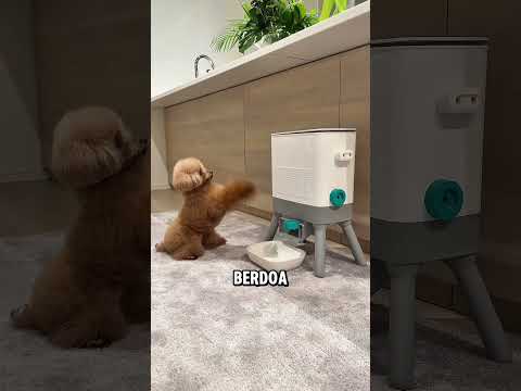 Anjing ini belajar mengambil camilan tanpa pemiliknya ❤️ thumbnail
