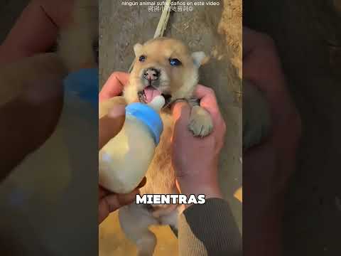 Este Hombre Consiguió Quitarle El Miedo Al Perrito 😯❤️ thumbnail