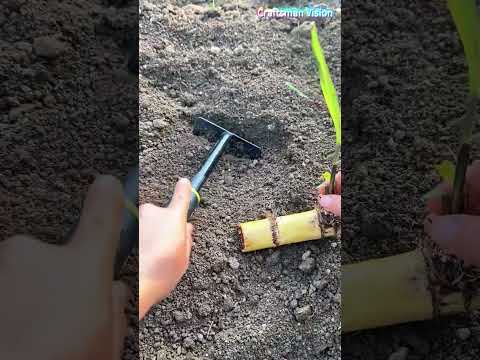 High-quality yellow sugarcane planting technology thumbnail