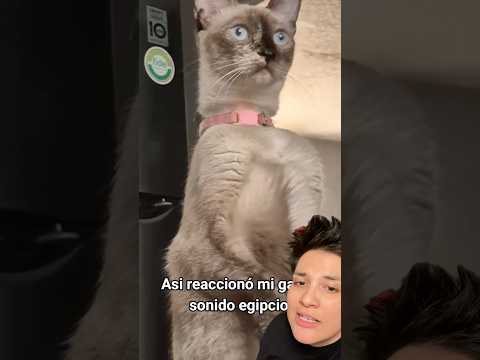 Kedileri hipnoz eden müziği test ettim 🐈‍⬛ #shorts #kedi #cat thumbnail
