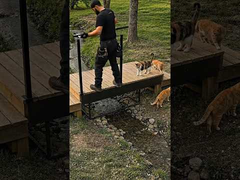 Building a Smart Solar Cat Bridge Shelter Over a Stream thumbnail